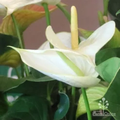 Anthurium White Winner -Cheap The Aussie Garden Store white winner new spadix colour