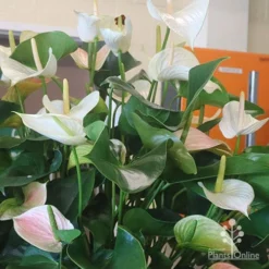 Anthurium White Winner -Cheap The Aussie Garden Store white winner plant flowering