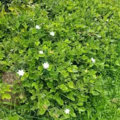 Gardenia White Star -Cheap The Aussie Garden Store white star 2 2