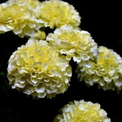 Marigold Kilimanjaro White - Seed -Cheap The Aussie Garden Store white tagetes