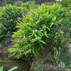 Tiger Grass - Thysanolaena -Cheap The Aussie Garden Store whole plant 4