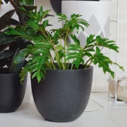 Philodendron Xanadu -Cheap The Aussie Garden Store xanadu indoor 500