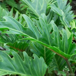 Philodendron Xanadu