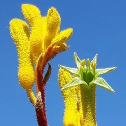 Anigozanthos Yellow Gem - Kangaroo Paw 8 Anigozanthos Yellow Gem - Kangaroo Paw -Cheap The Aussie Garden Store yellow gem paw