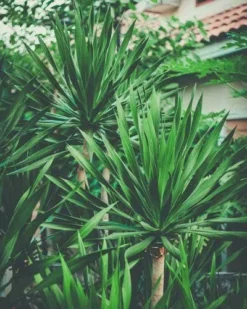 Yucca Elephantipes - Soft-tip Yucca -Cheap The Aussie Garden Store yucca clump small