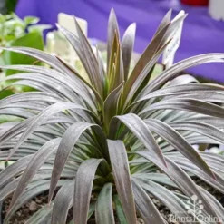 Yucca Desmetiana -Cheap The Aussie Garden Store yucca desmentiana plant