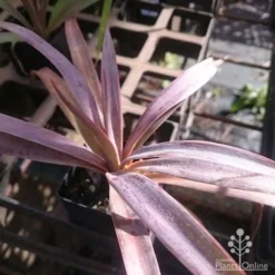 Yucca Desmetiana -Cheap The Aussie Garden Store yucca desmet