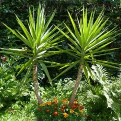 Yucca Elephantipes - Soft-tip Yucca -Cheap The Aussie Garden Store yucca gigantea 1