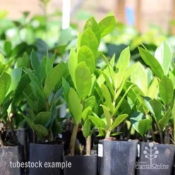 Zamioculcas Zanzibar Gem - ZZ Plant -Cheap The Aussie Garden Store zamioculcas tubes