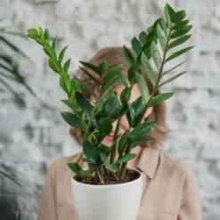 Zamioculcas Zanzibar Gem - ZZ Plant -Cheap The Aussie Garden Store zanzibar gem hiding