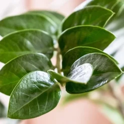 Zamioculcas Zanzibar Gem - ZZ Plant -Cheap The Aussie Garden Store zanzibar leaf closeup