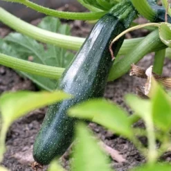 Cheap The Aussie Garden Store -Cheap The Aussie Garden Store zucchini dark