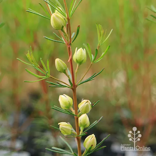 Cheap The Aussie Garden Store -Cheap The Aussie Garden Store apo boronia clavata