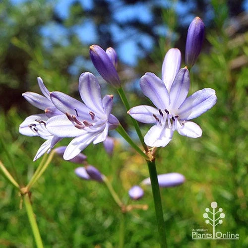 Cheap The Aussie Garden Store -Cheap The Aussie Garden Store apo streamline agapanthus flowers